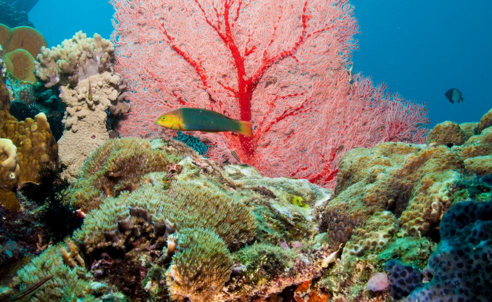 Outer Reef or Muiron Island Dive and Snorkel Tour, Exmouth