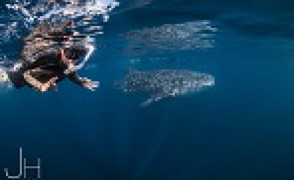 Deluxe Whaleshark Swim Tour aboard MV JAZZ2, Exmouth